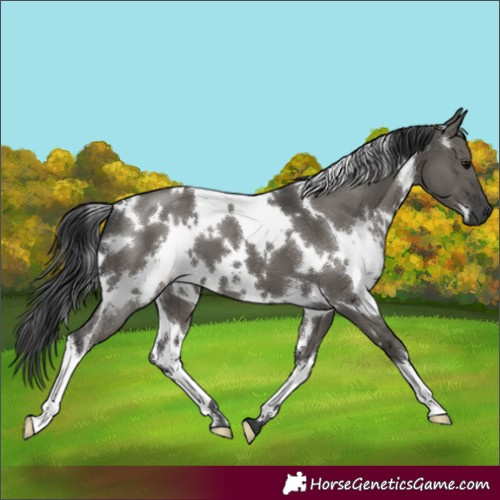 Horse Color:White Spotted Grullo 