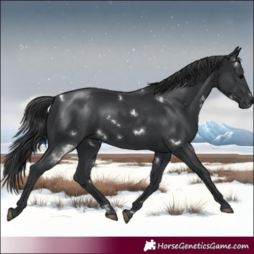 Horse Color:White Spotted Black 