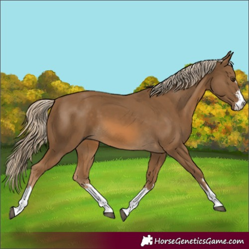 Horse Color:Chocolate Palomino 
