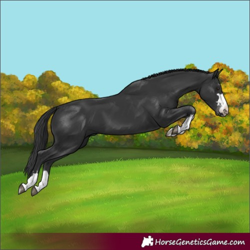 Horse Color:Black Varnish