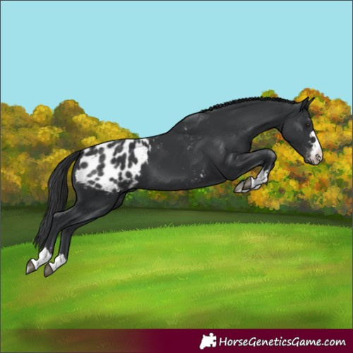 Horse Color:Black Blanket 