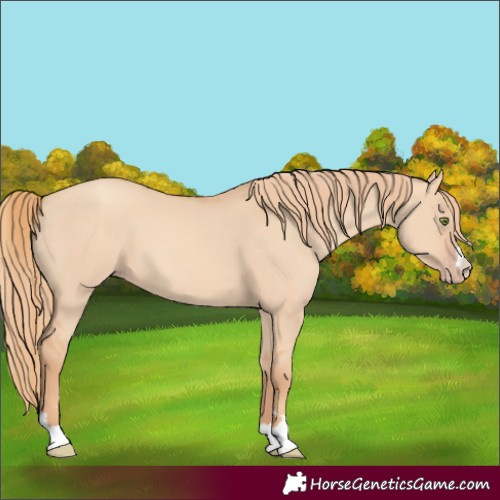 Horse Color:Gold Champagne Dun 