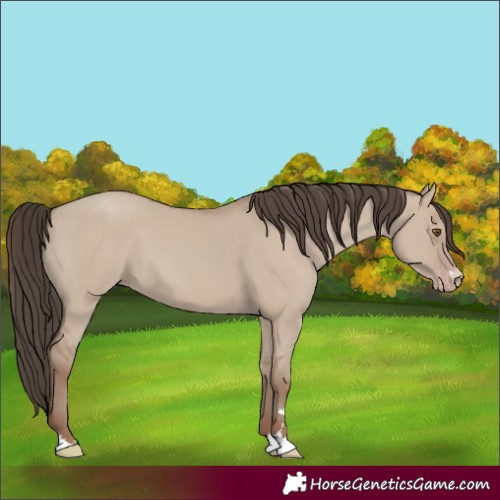 Horse Color:Classic Champagne Dun
