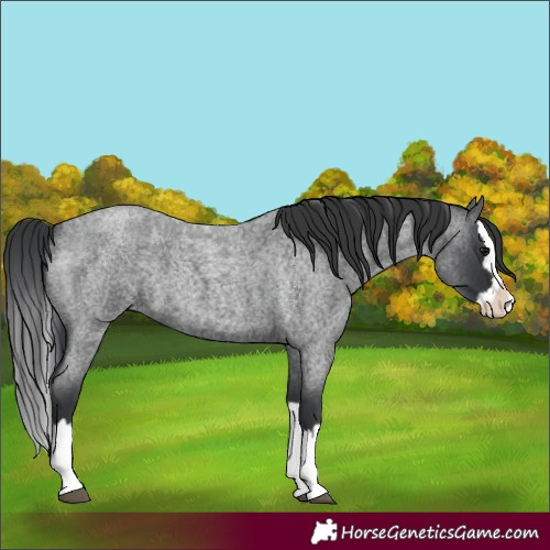 Horse Color:Blue Roan Splash