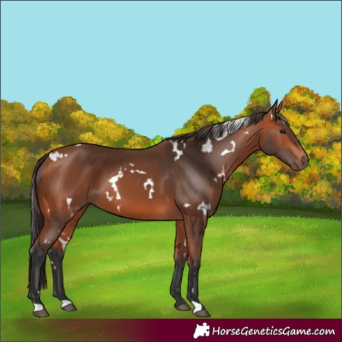 Horse Color:White Spotted Bay 