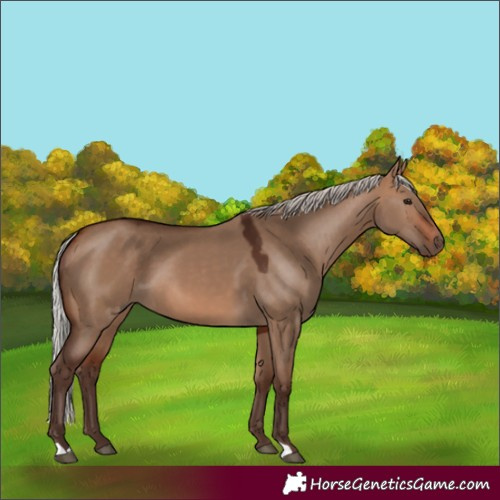 Horse Color:Silver Brown Dun 