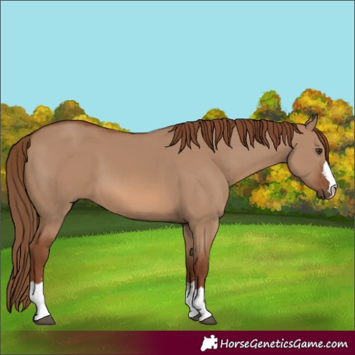 Horse Color:Red Dun