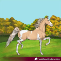 Horse Color:Gold Champagne Splash Tobiano 
