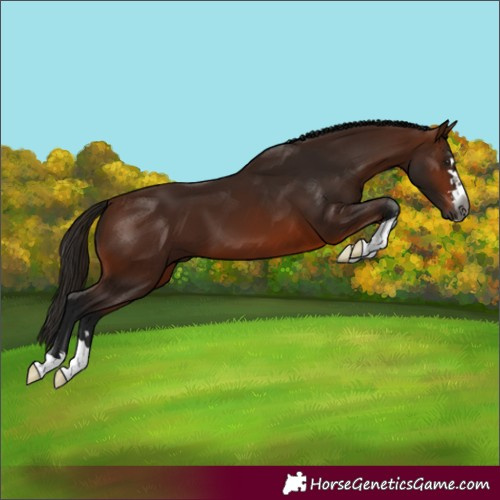 Horse Color:Gray Bay