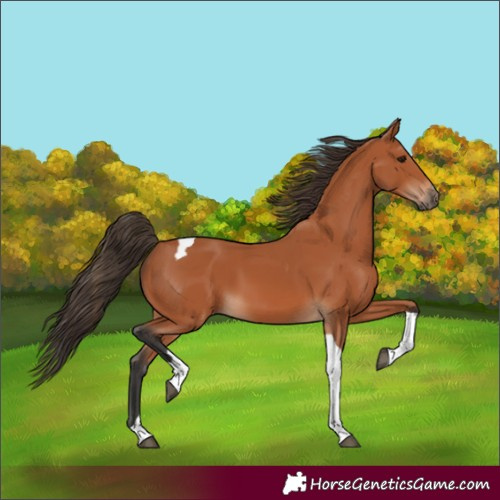 Horse Color:Bay Tobiano 
