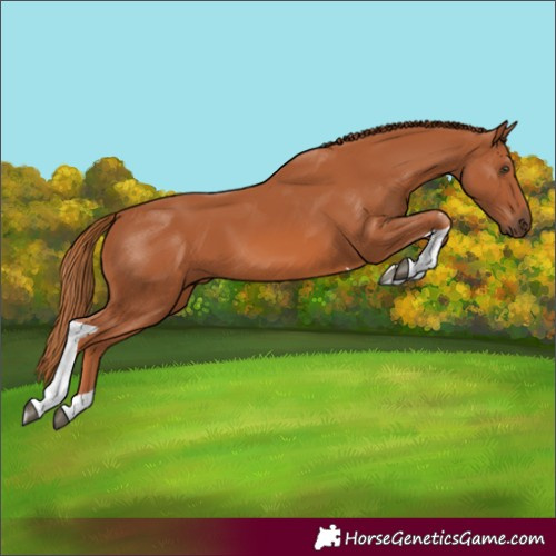 Horse Color:Unknown 