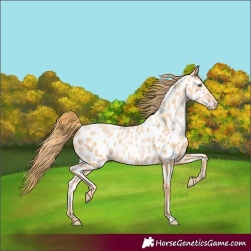 Horse Color:Gold Champagne Pearl Near Leopard Rabicano