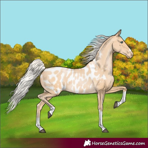Horse Color:Silver Buckskin Pearl Tobiano Near Leopard