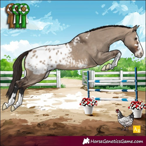 Horse Color:Bay Dun Blanket 