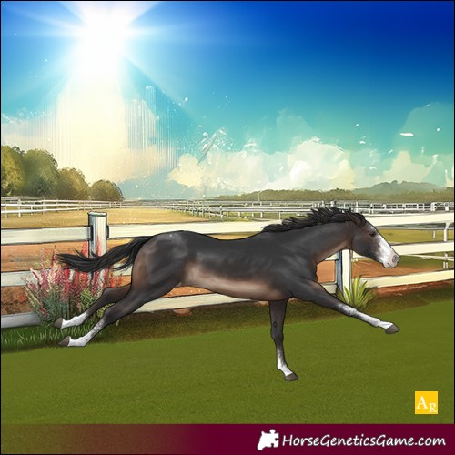 Horse Color:Brown Sabino Varnish 