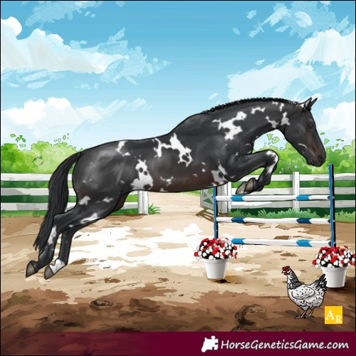 Horse Color:White Spotted Brown 