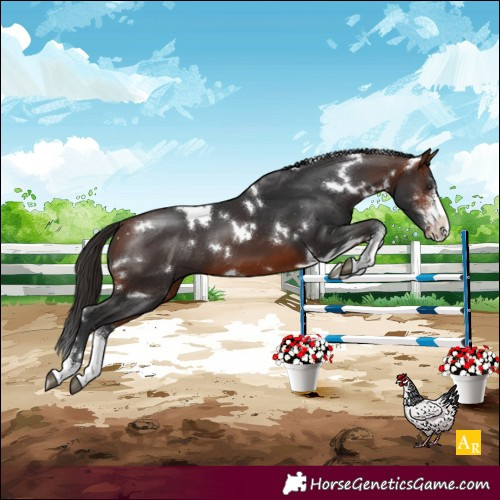 Horse Color:White Spotted Bay Sabino 