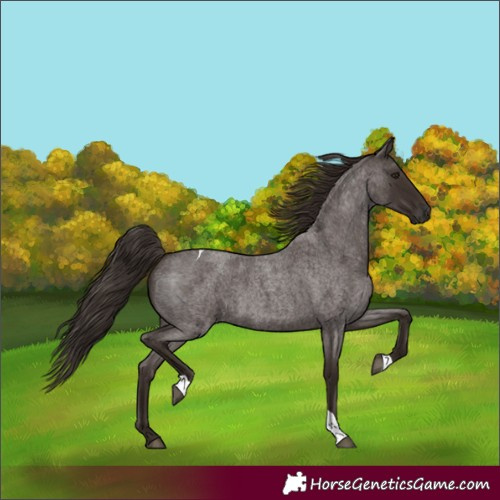 Horse Color:Liver Red Roan Tobiano Rabicano 