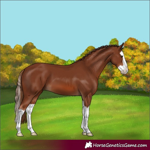 Horse Color:Chestnut Splash