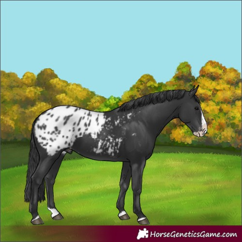 Horse Color:Black Splash Blanket 