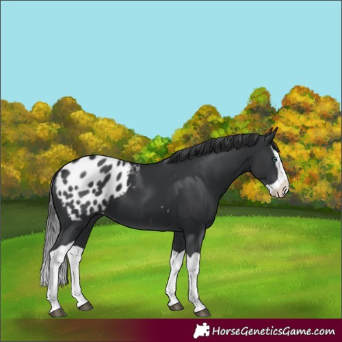 Horse Color:Black Splash Blanket
