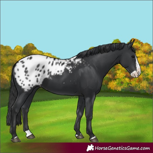 Horse Color:Black Splash Blanket