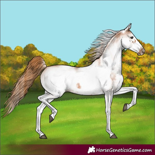 Horse Color:White Spotted Chestnut Frame