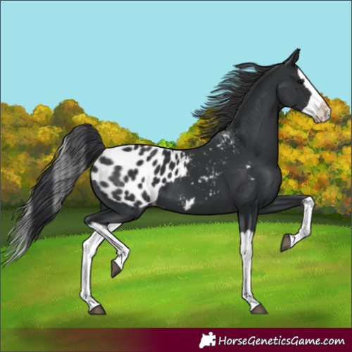 Horse Color:Black Splash Blanket 