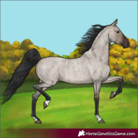 Horse Color:Brown Roan Dun