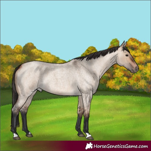 Horse Color:Bay Roan Dun 