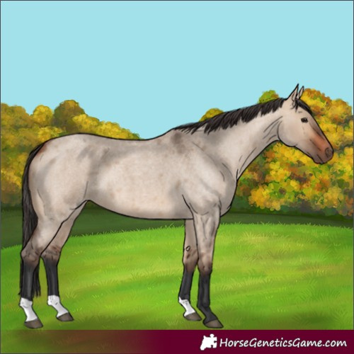 Horse Color:Bay Roan Dun