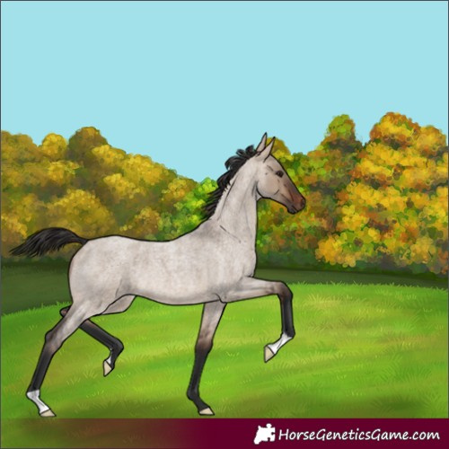Horse Color:Brown Roan Dun