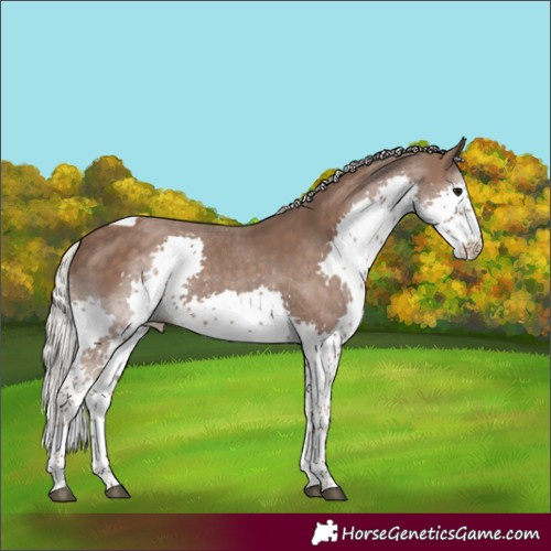 Horse Color:Silver Black Splash Tobiano 