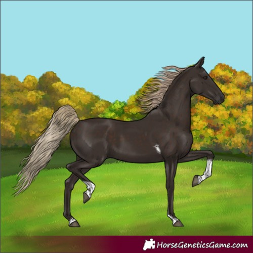 Horse Color:Liver Chestnut Tobiano 