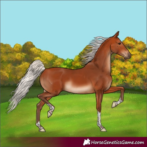 Horse Color:Silver Bay Tobiano