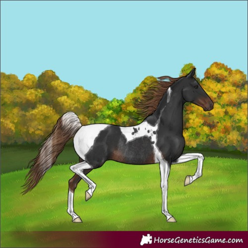 Horse Color:Unknown 