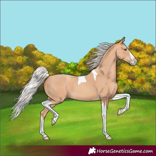 Horse Color:Silver Amber Champagne Splash Tobiano
