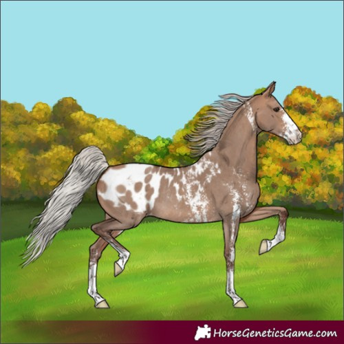 Horse Color:Silver Bay Dun Sabino Blanket Rabicano 