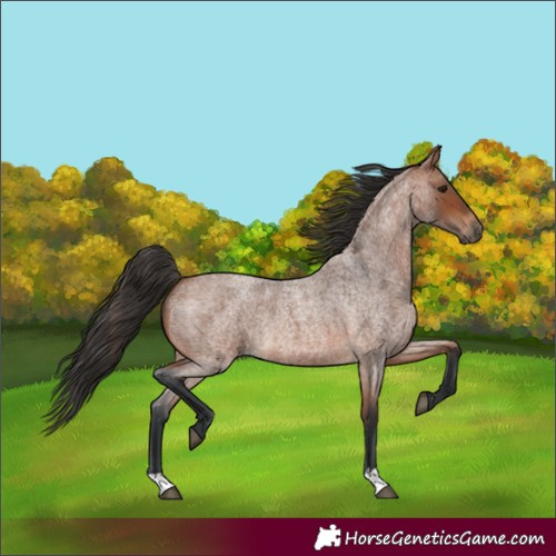 Horse Color:Bay Roan