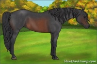Horse Color:Brown Roan Sabino 
