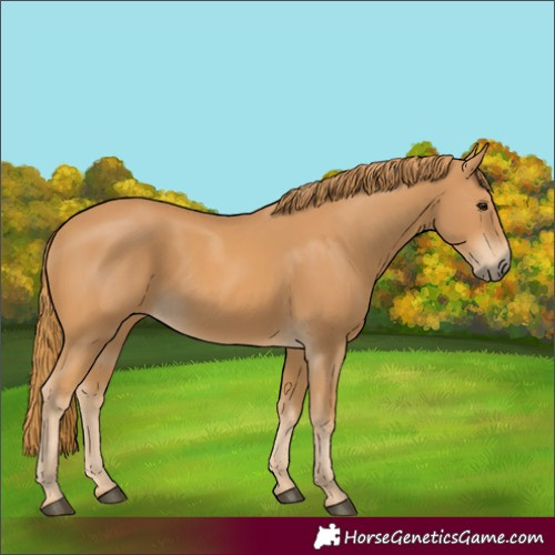 Horse Color:Unknown 