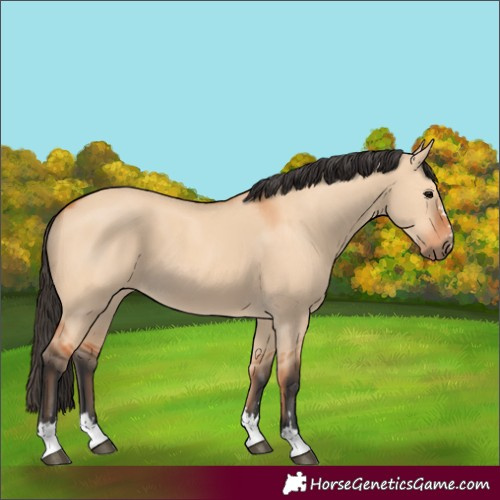 Horse Color:Unknown