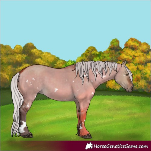 Horse Color:White Spotted Silver Brown Dun Rabicano 