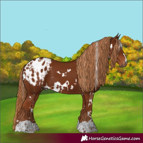 Horse Color:Gray White Spotted Chestnut Blanket 