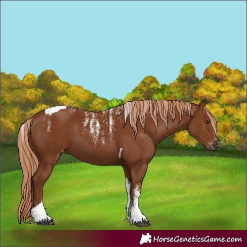 Horse Color:Powder White Gray Chestnut Tobiano Varnish 