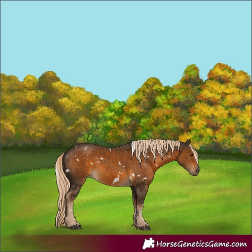 Horse Color:White Spotted Chocolate Palomino 