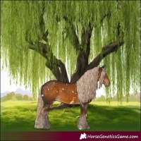 Horse Color:White Spotted Chocolate Palomino
