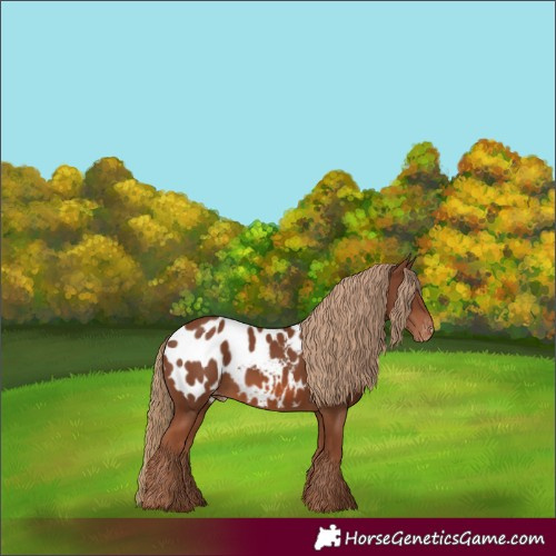 Horse Color:Chestnut Near Leopard 