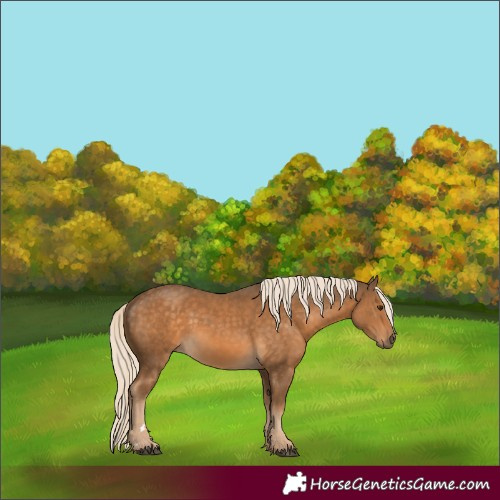 Horse Color:Chocolate Palomino 