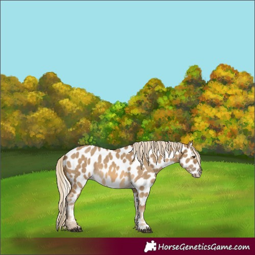 Horse Color:Chocolate Palomino Dun Near Leopard 